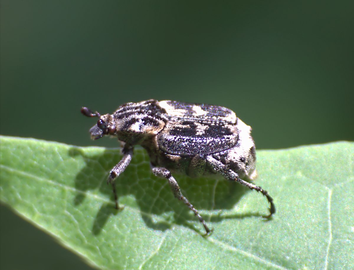 da identificare: Valgus hemipterus